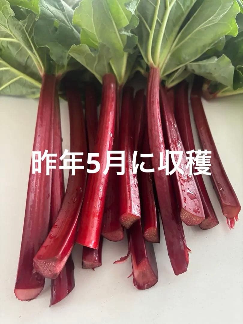 長野県産真っ赤なルバーブ　大きな株苗