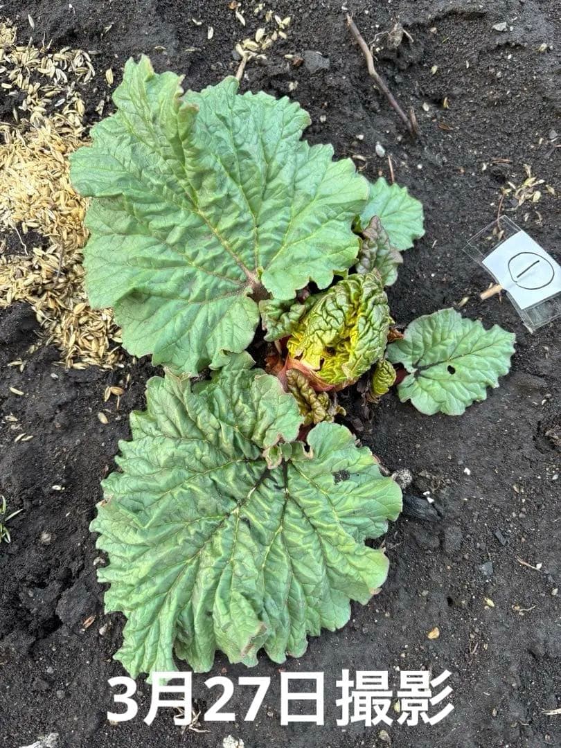 長野県産真っ赤なルバーブ　大きな株苗