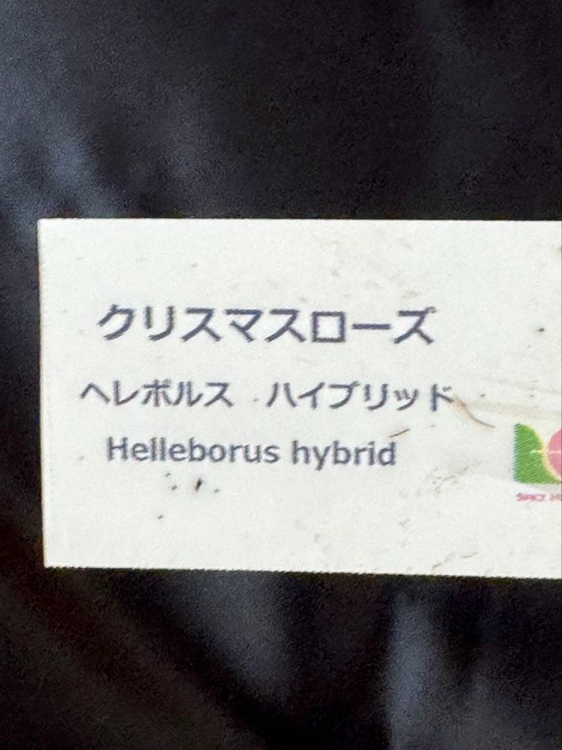 ❤️花郷園❤️今季クリスマスローズhyb❤️世界展❤️早期購入特典あり