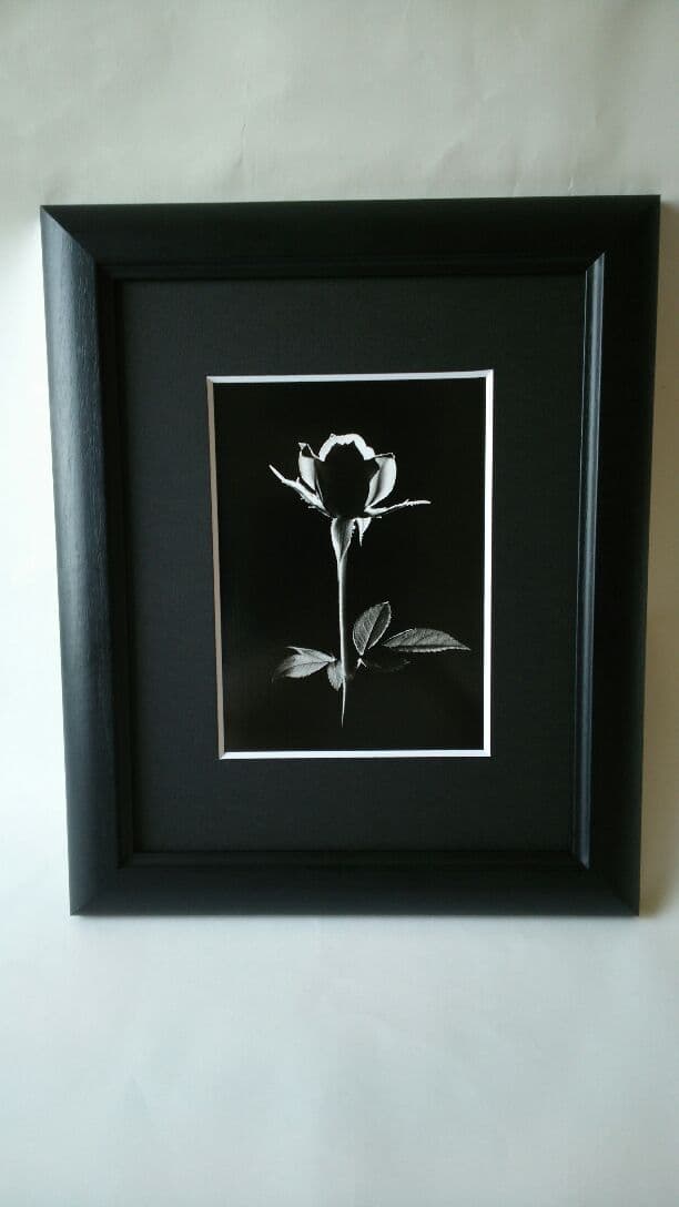 暗闇の一輪「愛」・・・薔薇