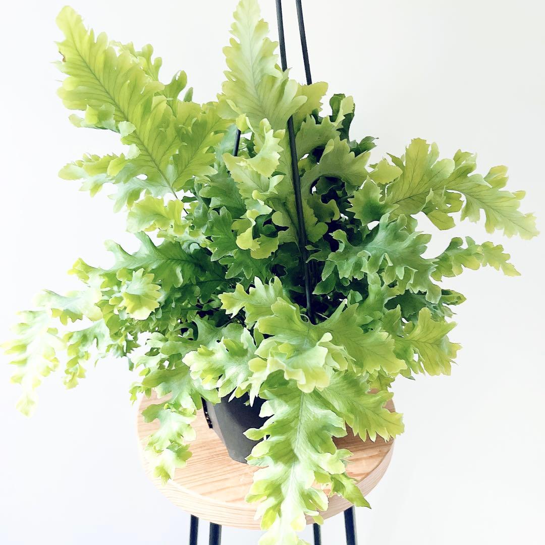 登録品種 フレボディウム ダバナ 観葉植物 吊り下げ calm cafe63