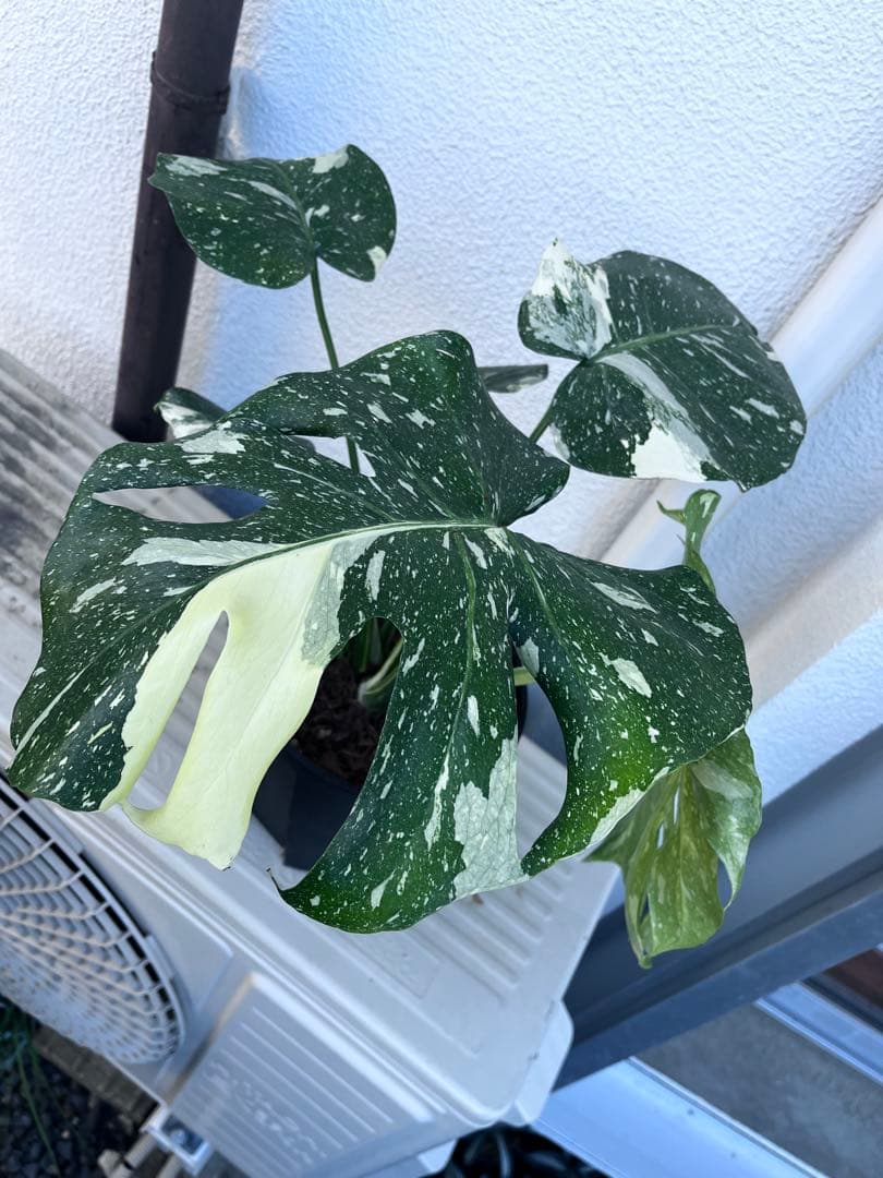 【植え替え済み良型】モンステラ　タイコンステレーション