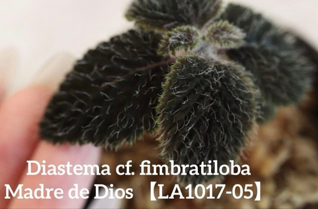 ディアステマDiastema cf. fimbriatoloba