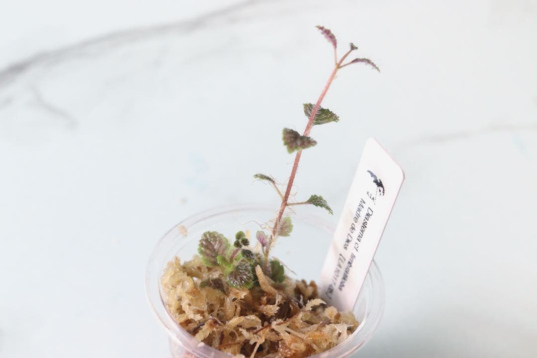 ディアステマDiastema cf. fimbriatoloba