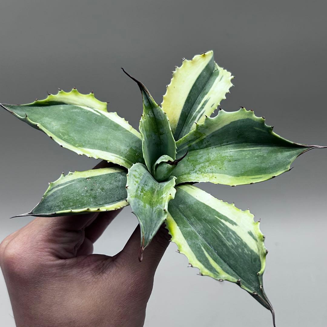 s*x様 【龍門】アガベ　多肉植物　オバティフォリア　オルカ稀少株 斑入り
