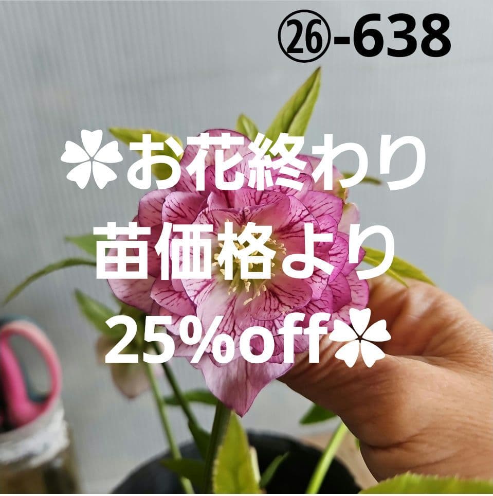 ㉖-638クリスマスローズ