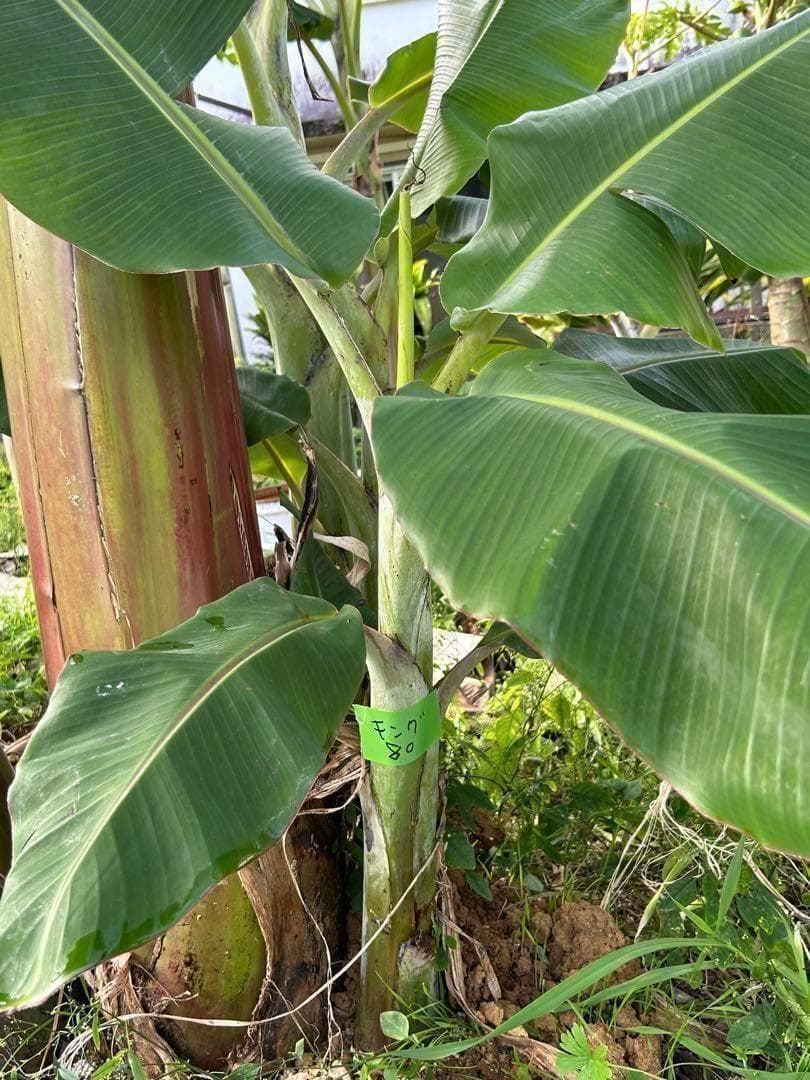 糖度の鬼◆140㎝巨大◆超、ドワーフ＝キングナムワ。バナナ苗◆耐寒強、関東露地